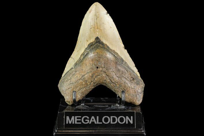 Fossil Megalodon Tooth - North Carolina #109807